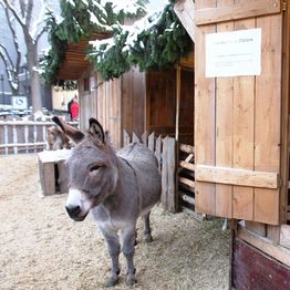 Live nativity scene