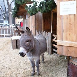 Living nativity scene